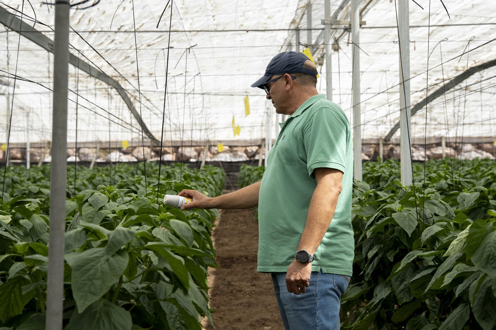 Las imágenes de la suelta de bichos depredadores para la lucha biológica en invernadero por Agrobio
