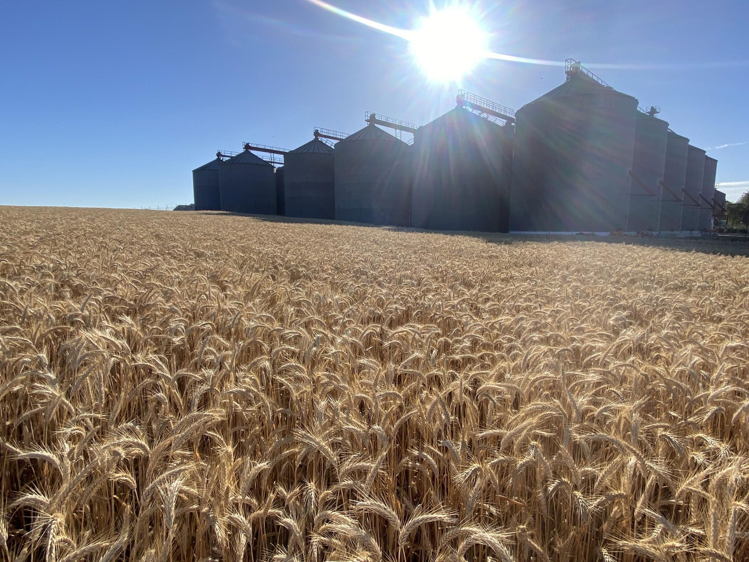 Declarar el reempleo de grano para siembra impulsa el futuro del campo