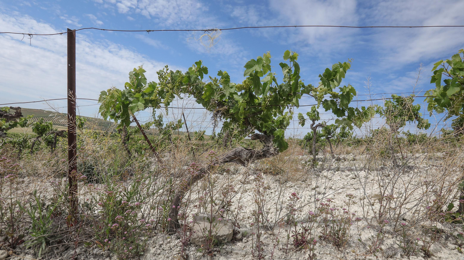 Cata vertical en Santa Petronila