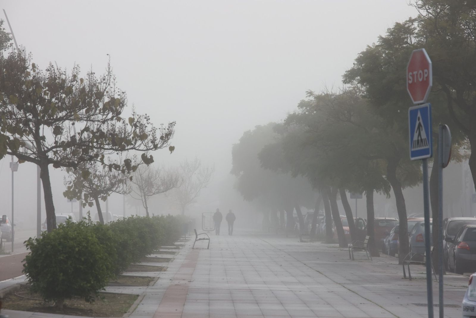 Densa niebla en Jerez