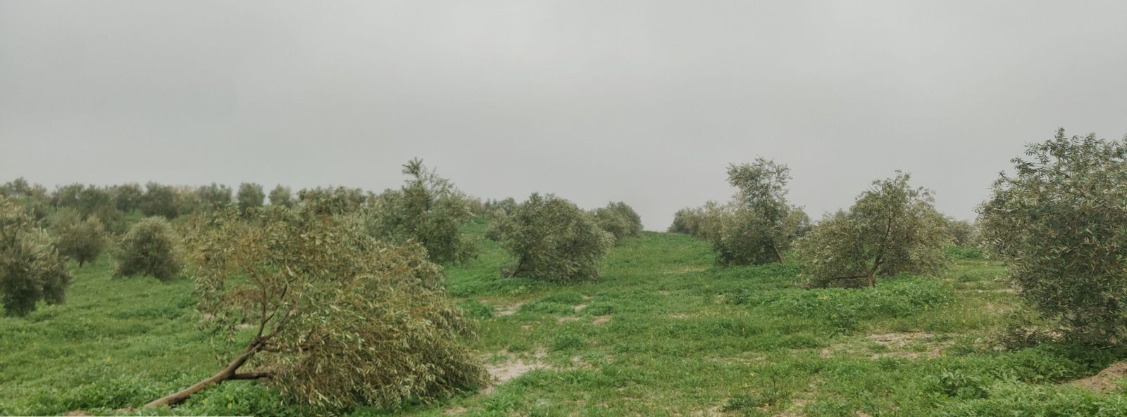 Olivos derribados por los efectos del viento.