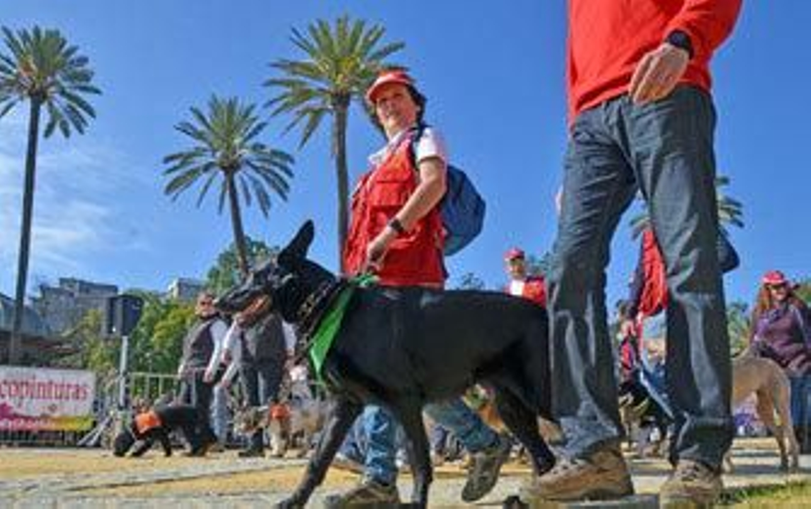Perros adiestrados de la Policía darán exhibiciones en San Antón 2015