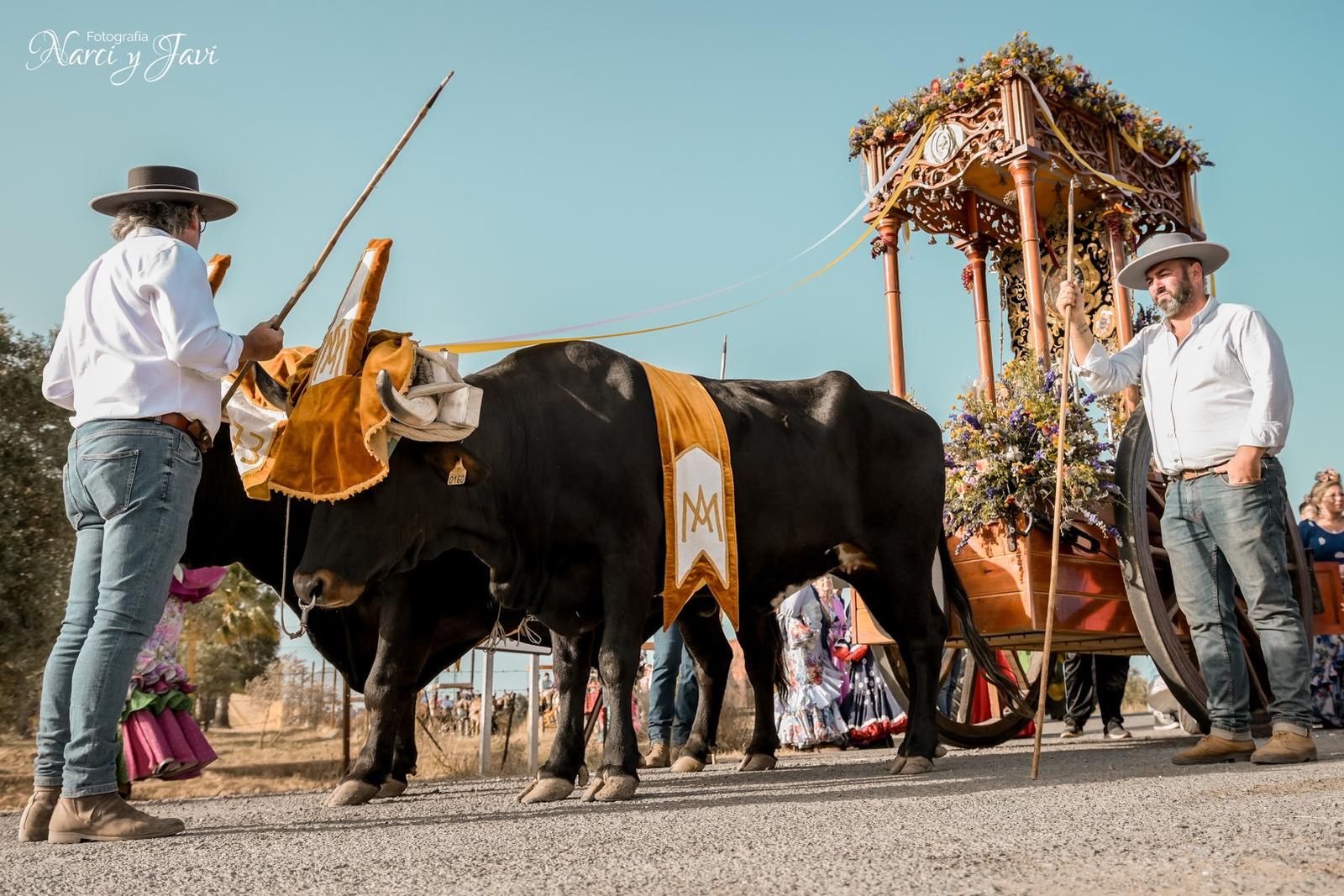 Romería de la Virgen del Pino
