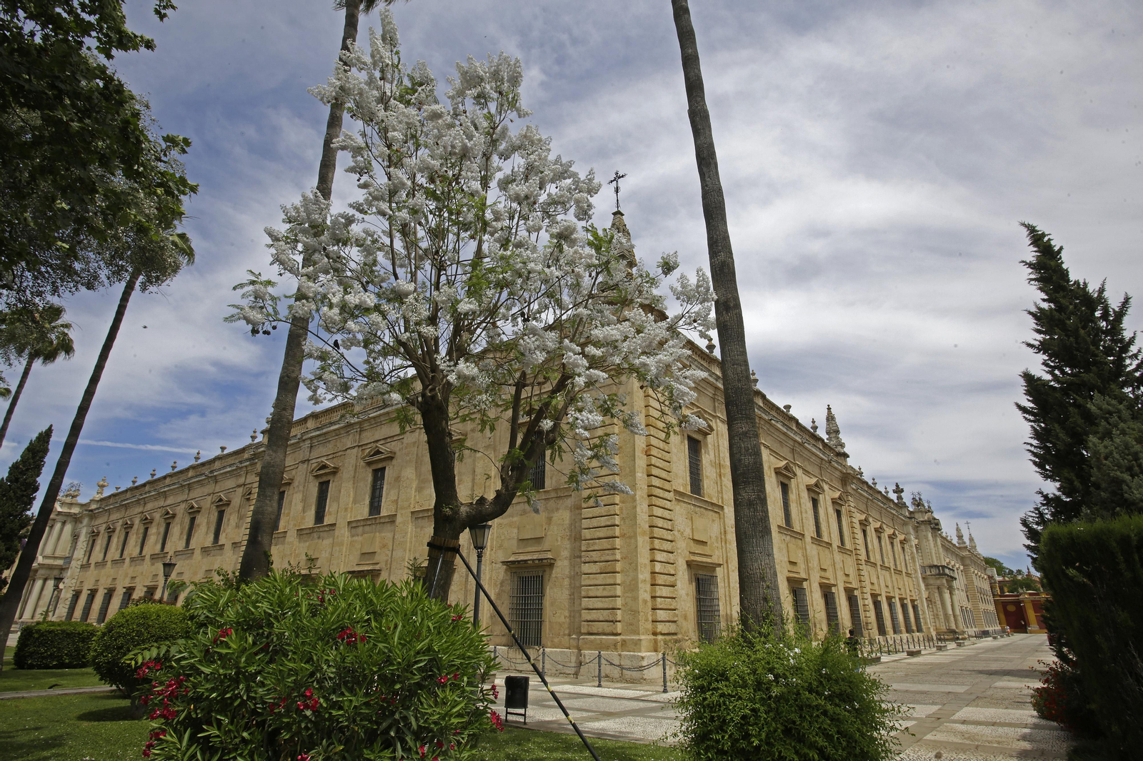 La belleza única de nuestra jacaranda blanca