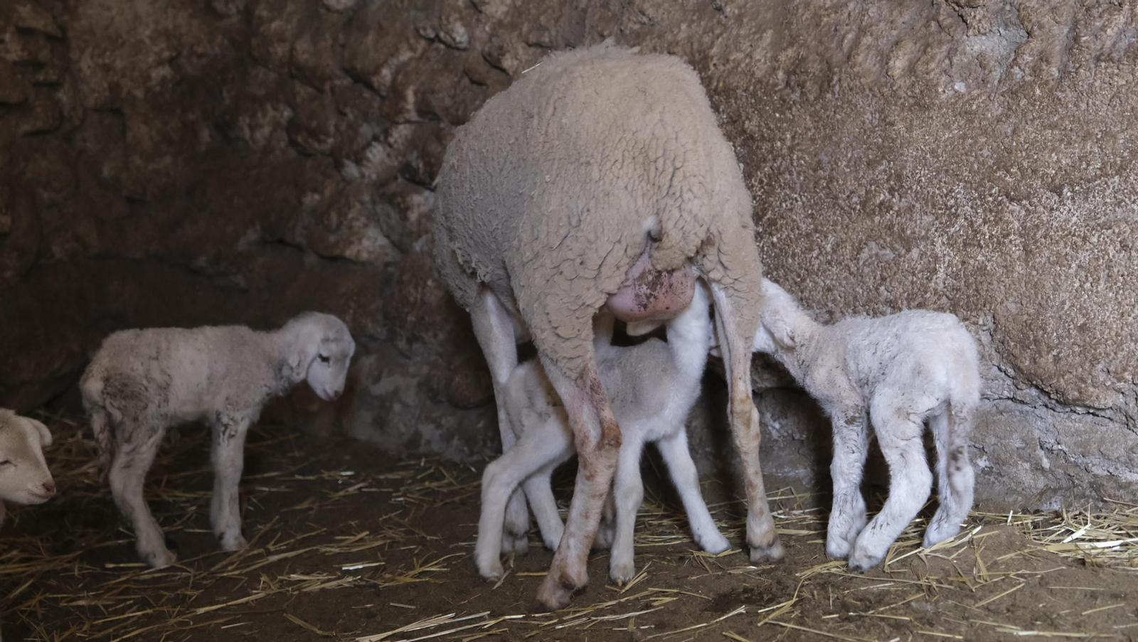 Fotogalería de la ganadería tradicional de Vélez Rubio, las imágenes más tiernas de los corderos recién nacidos