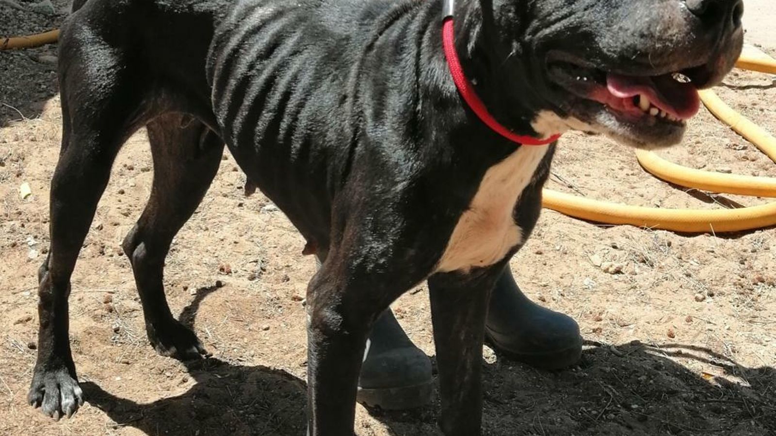 Uno de los perros rescatados por la Policía Local Uno de los perros rescatados por la Policía Local