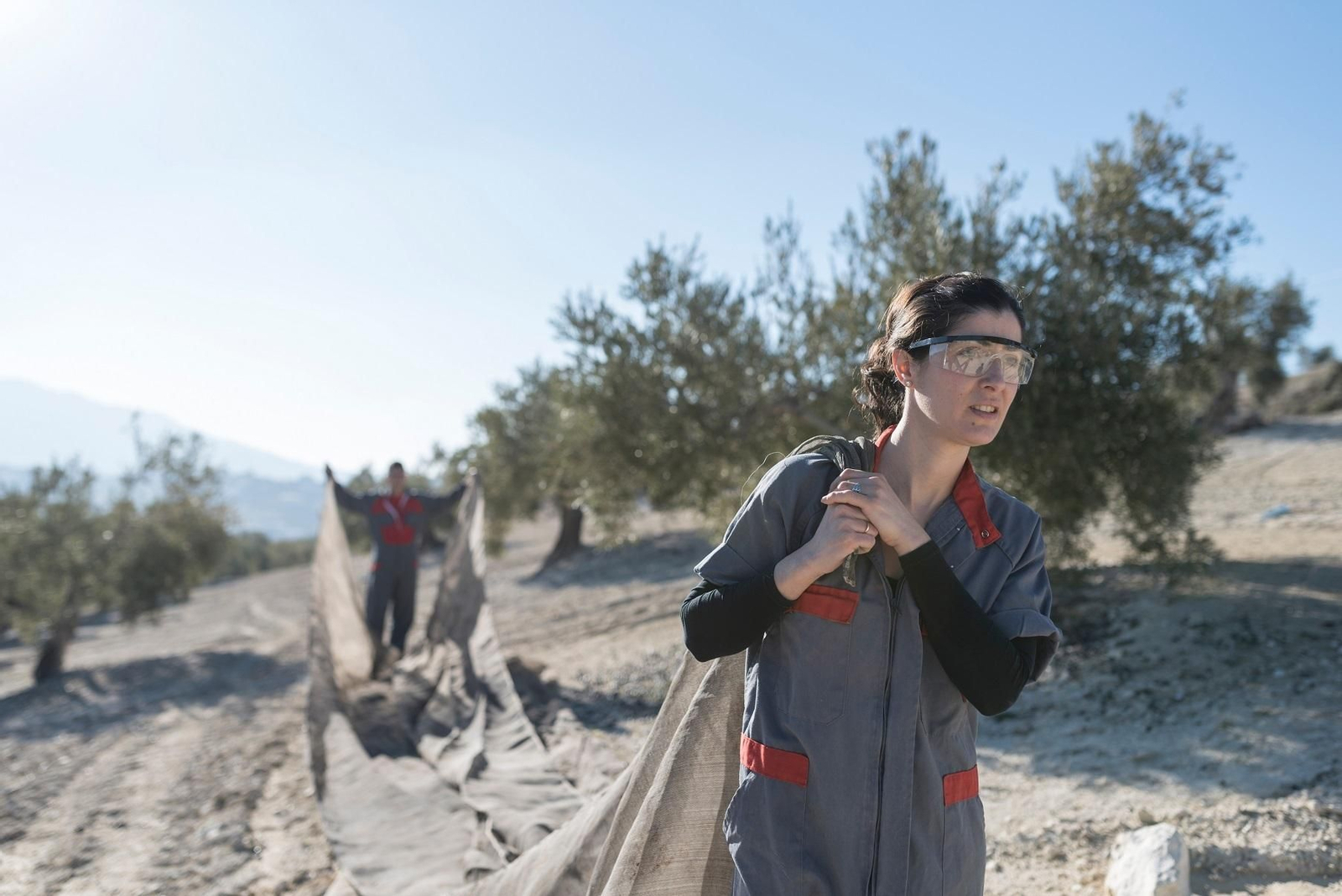 Jóvenes trabajando en la recogida de la aceituna.
