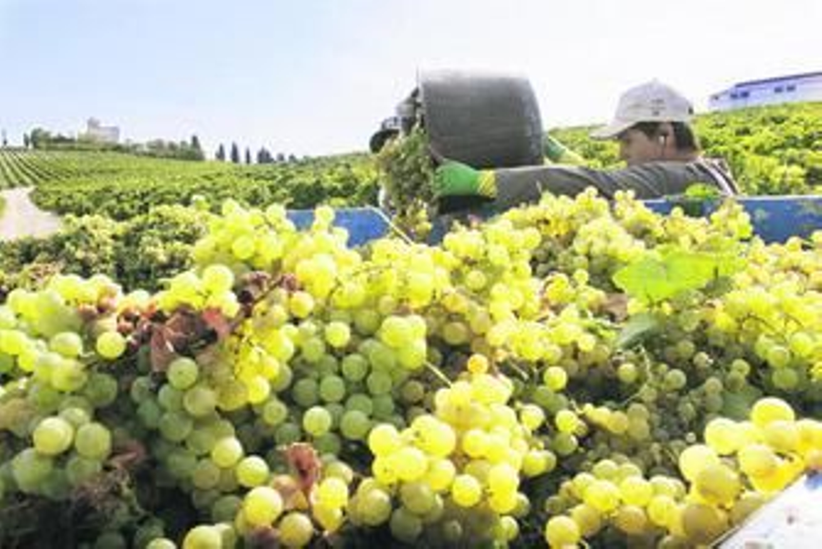 Uva, mucha uva durante la pasada vendimia en el Marco de Jerez.