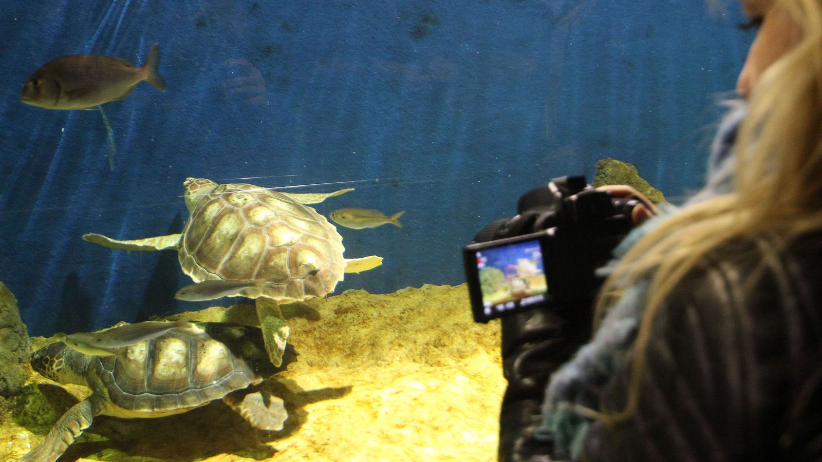 Tortugas del Acuario.