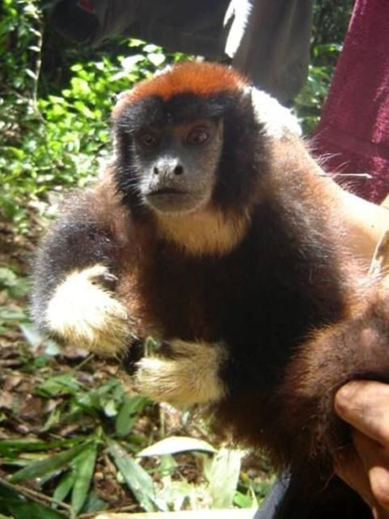 El mono tocón de Aquino