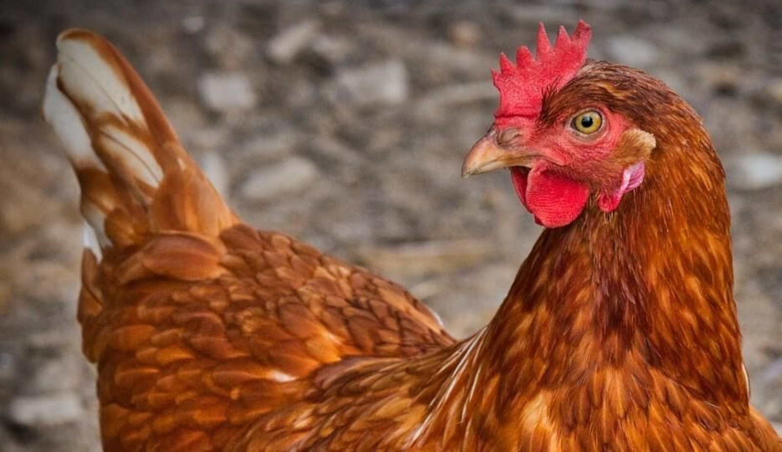 Gallina. Gallina.