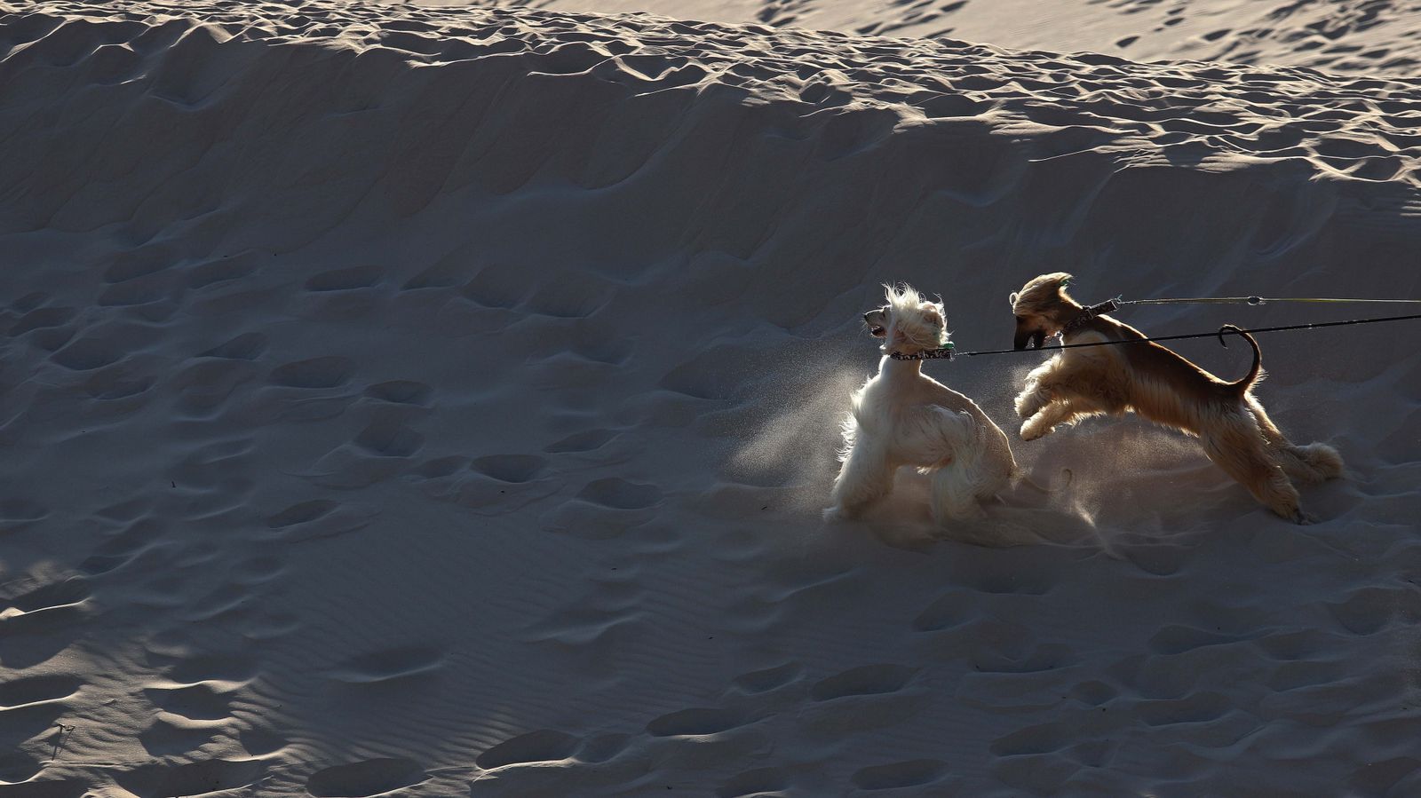 Fotos de la playa de Bolonia