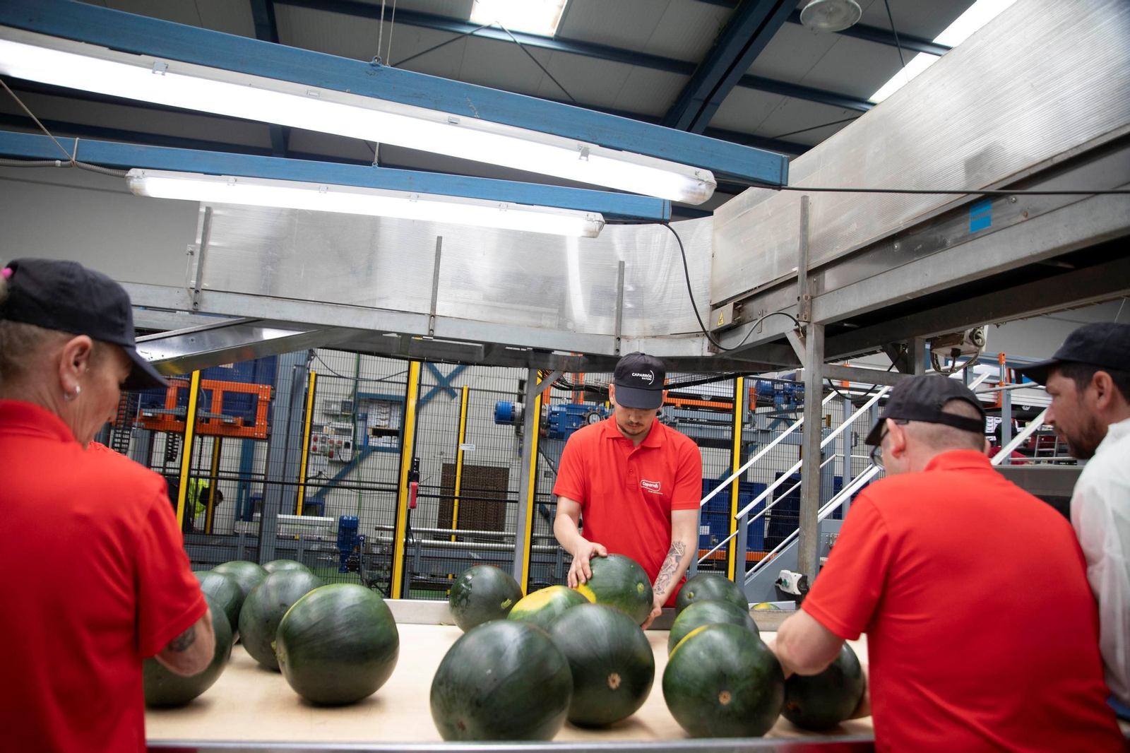 Vea cómo es el trabajo con las fantásticas sandías Premium en Grupo Caparrós
