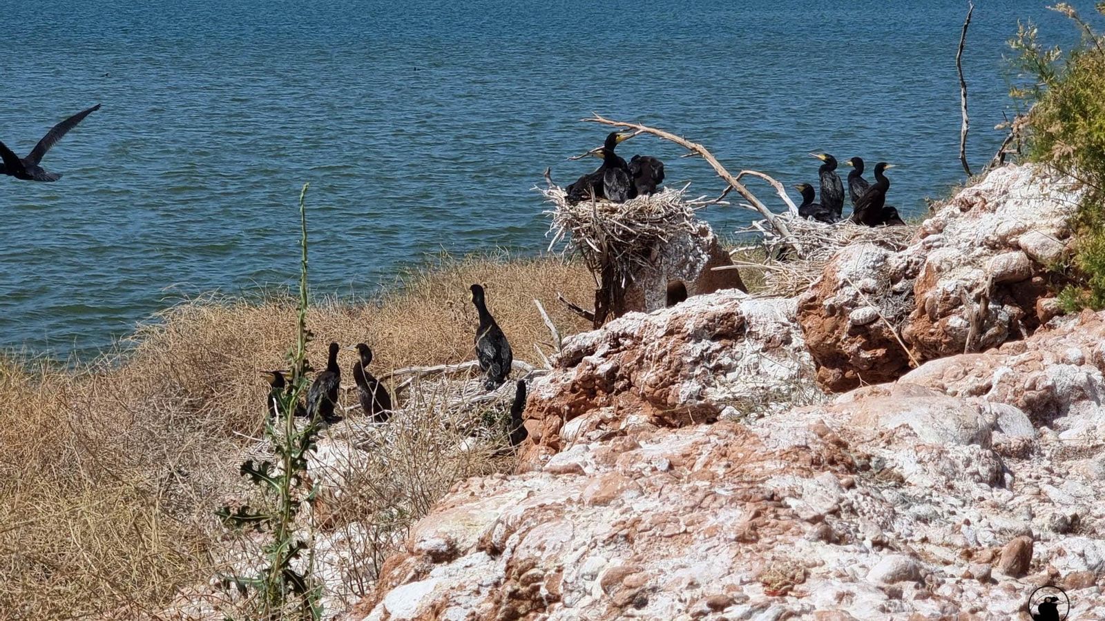 Colonia de cormorán grande.
