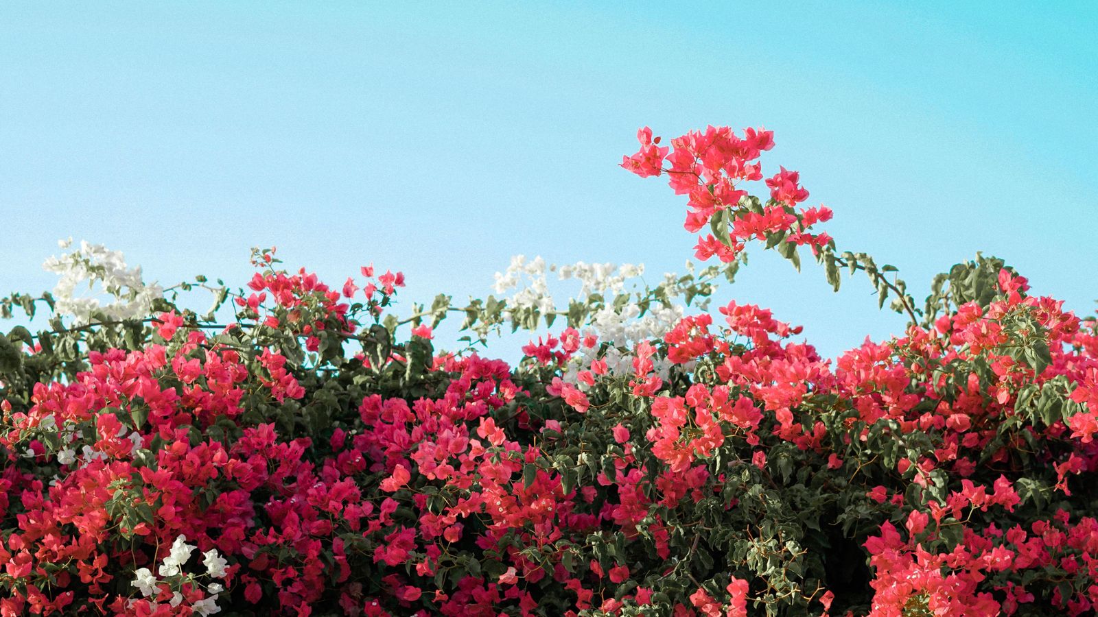 El medidor de humedad low cost que necesitas  para mantener tu jardín precioso en verano