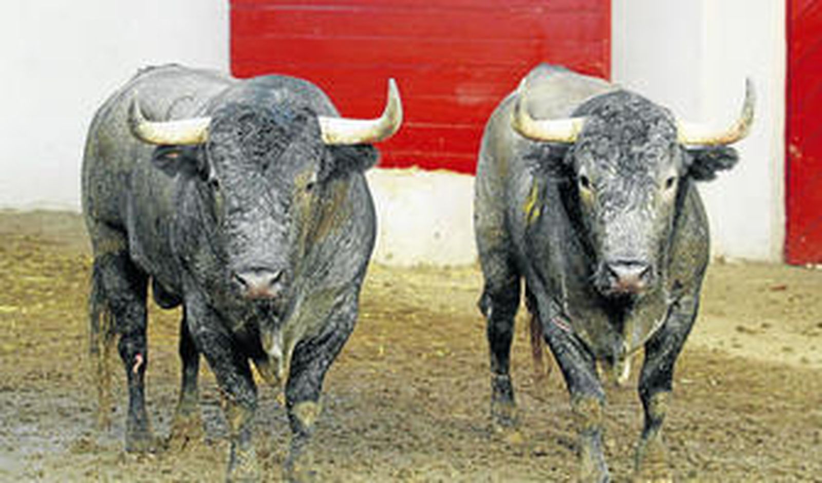 Lucen los toros del ganadero de Galapagar una notable presencia e indiscutible estampa.