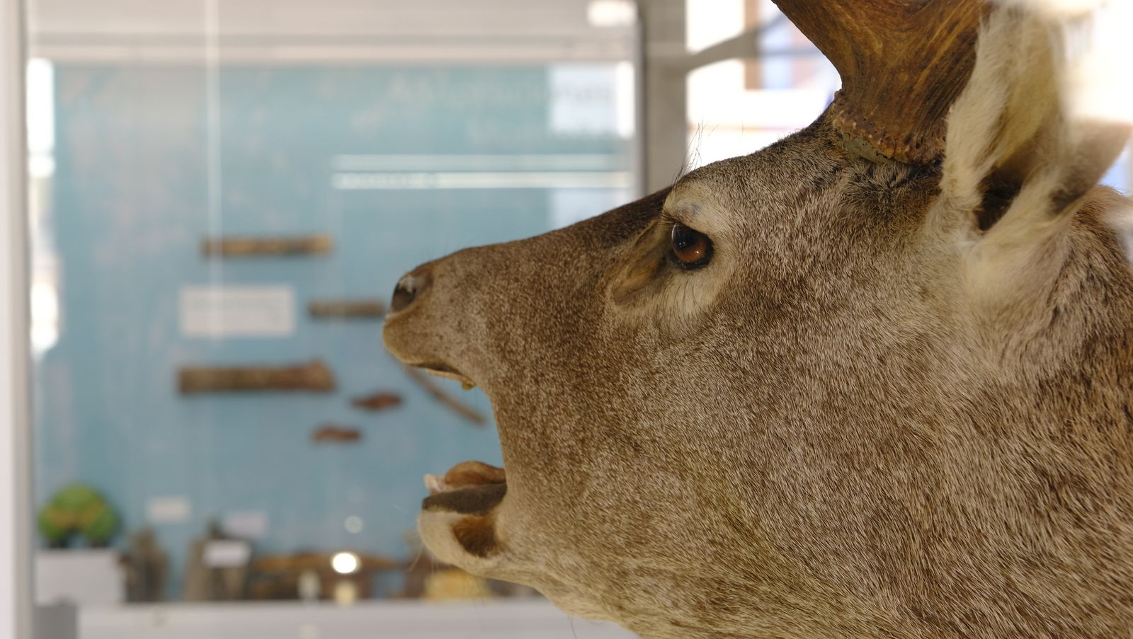 Las mejores imágenes del Pabellón de Historia Natural de la UAL