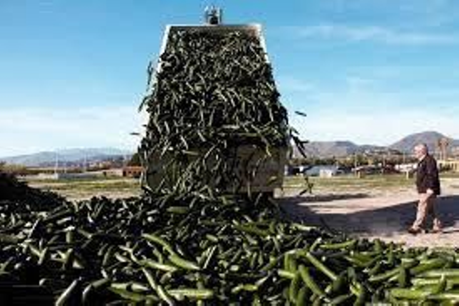 Los agricultores destruyendo pepino