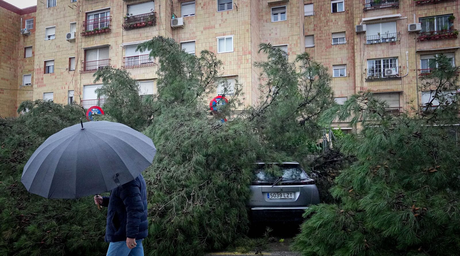 Un árbol de grandes dimensiones, tras caer junto a uno de los bloques de la barriada La Granja.