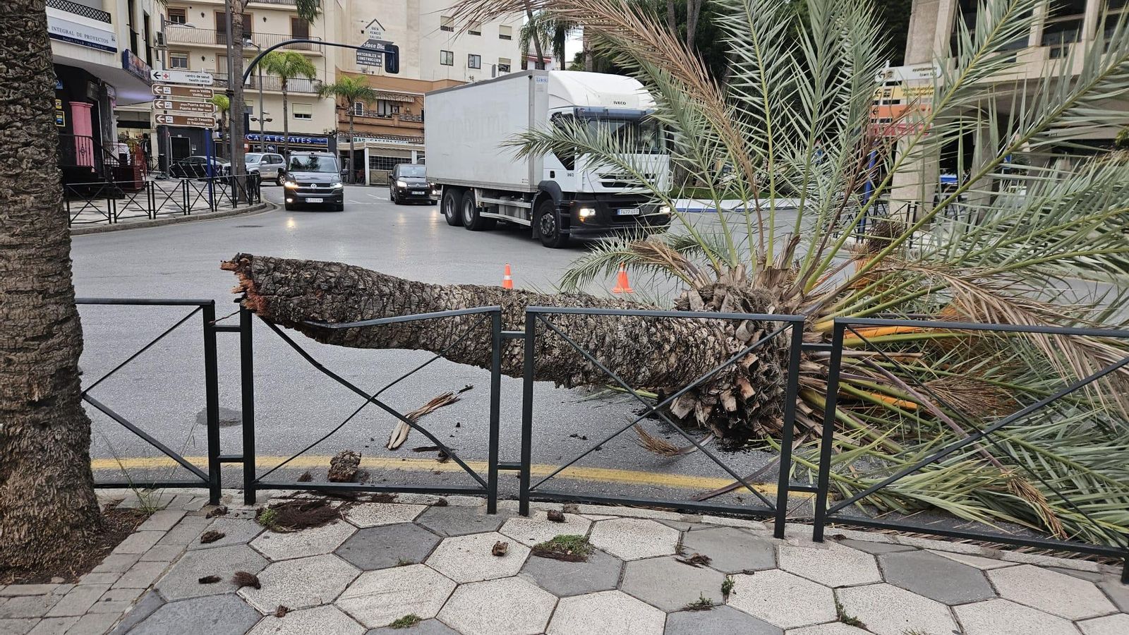 Una palmera se ha caído en Almuñécar por el viento