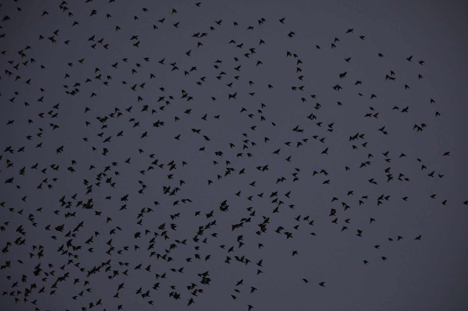Las aves que habitan en Los Sotos de la Albolafia de Córdoba, en fotografías