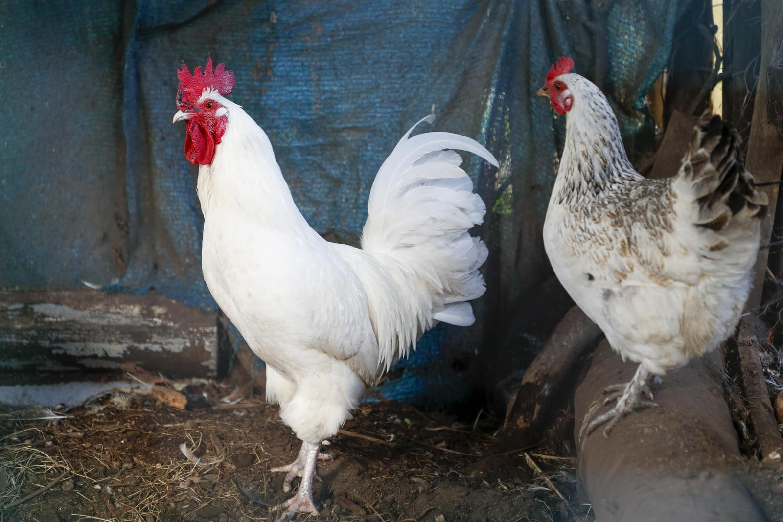Gallinas en una granja de Lugo.