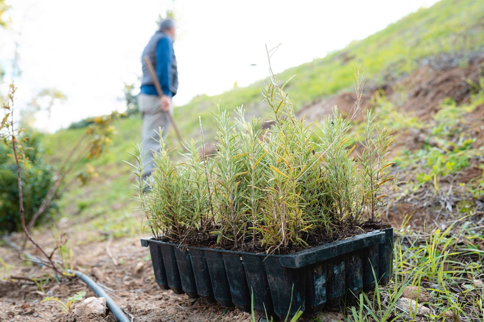 Plantación de árboles