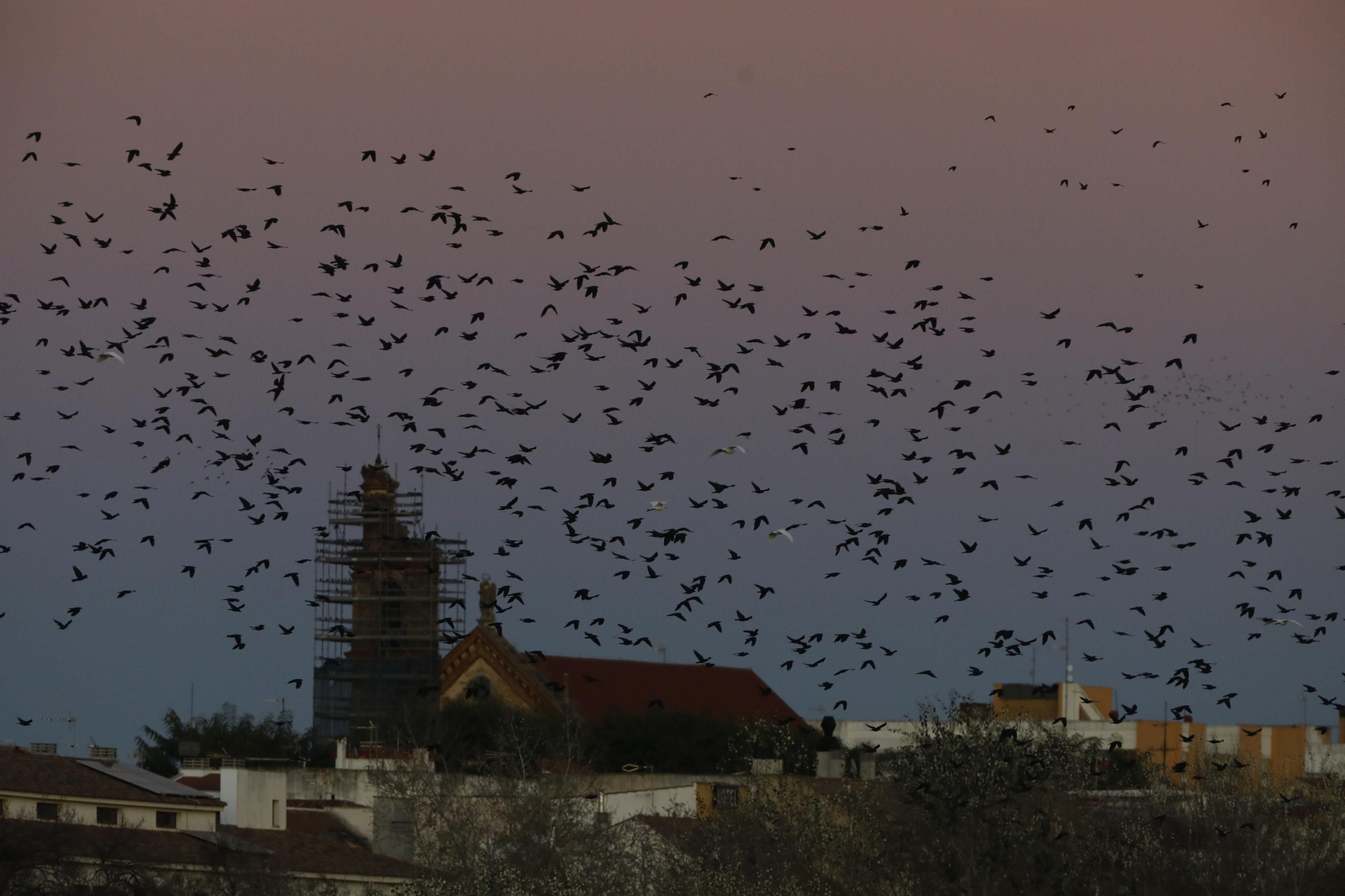 Las aves que habitan en Los Sotos de la Albolafia de Córdoba, en fotografías