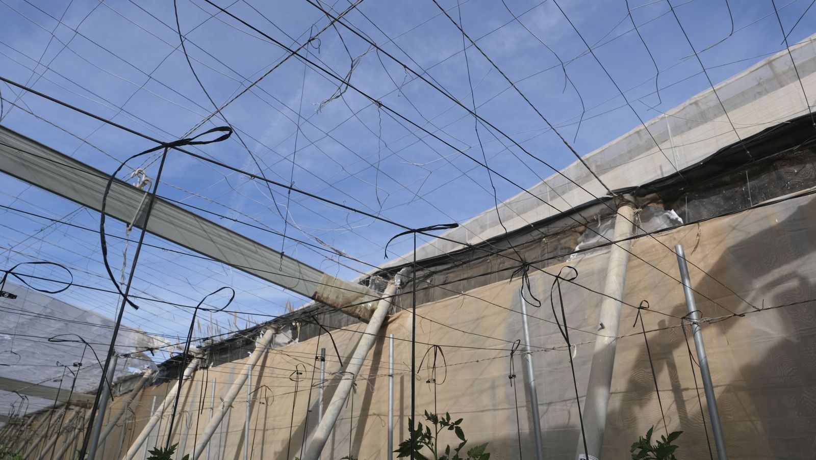 Los efectos del temporal de viento en los invernaderos, en imágenes