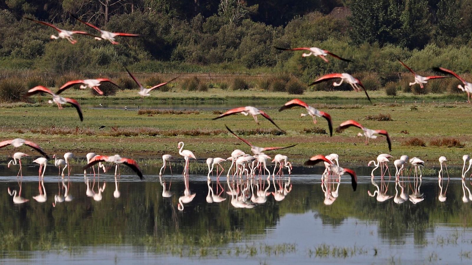 Una de las lagunas de Doñana llena de flamencos.