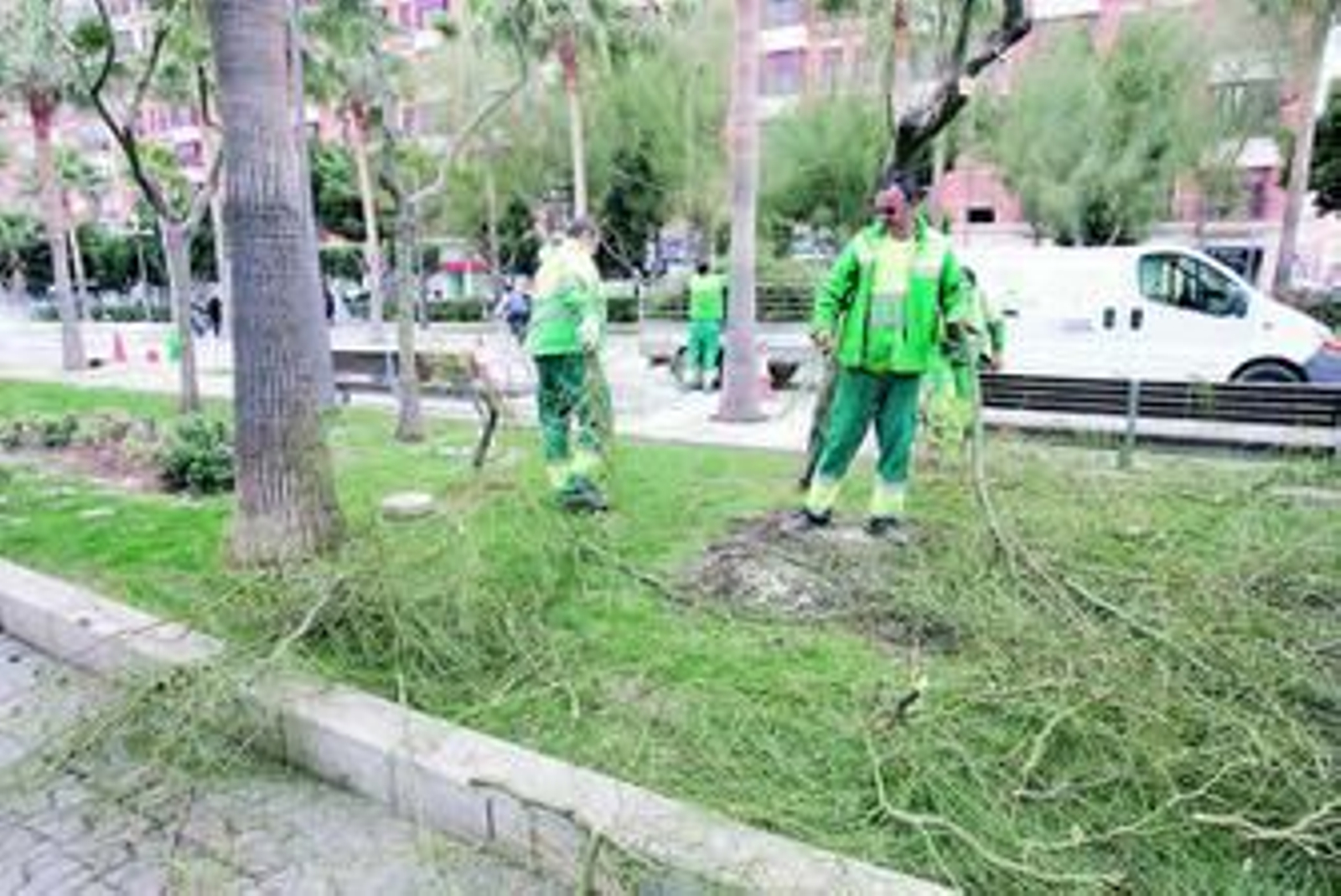 Trabajadores realizan labores de poda en la Rambla de la capital.