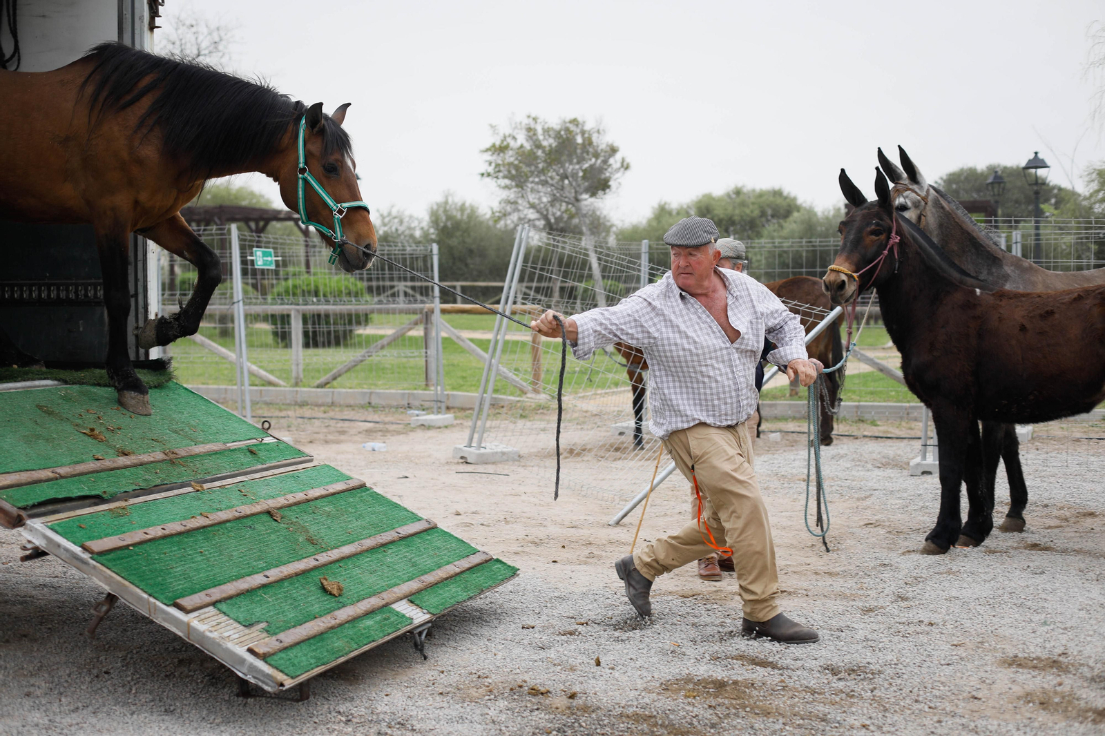 Galería de la Feria  de ganado en Tarambana