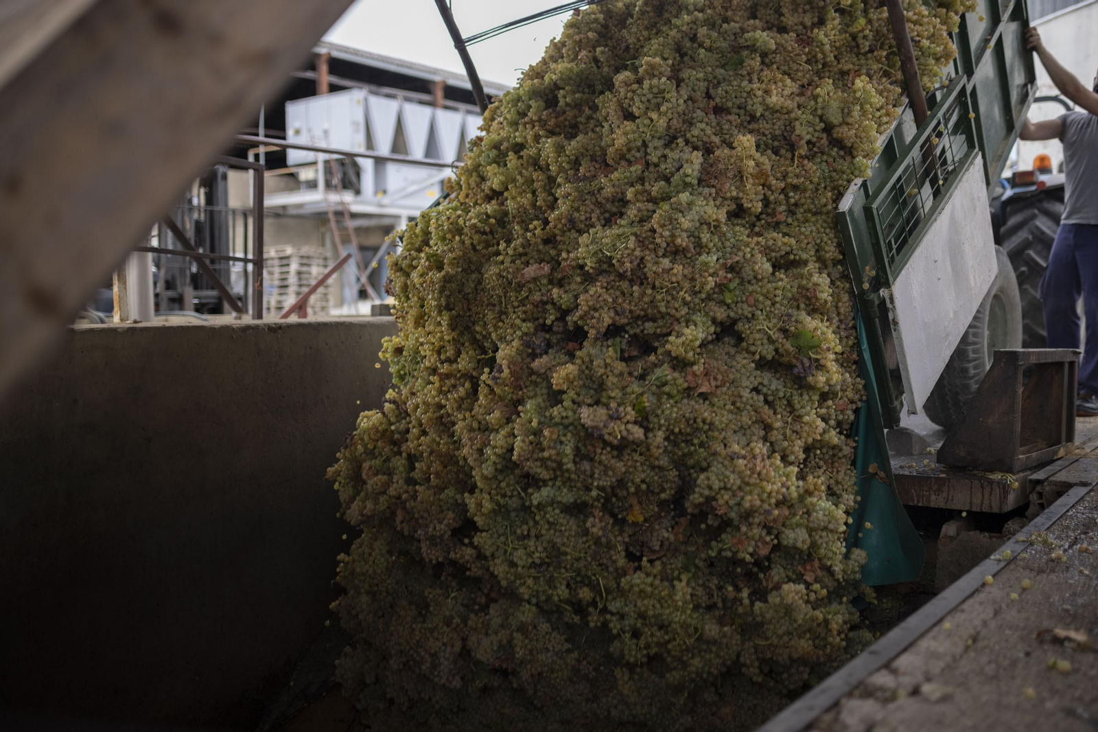 Imágenes de la vendimia en el Condado de Huelva