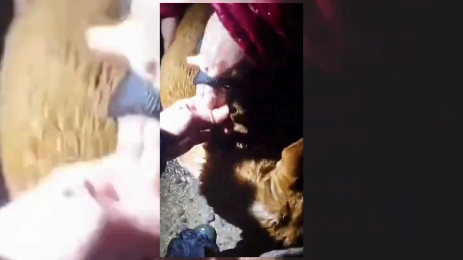 El vídeo que muestra el drama de 80 perros atrapados por el temporal en Úbeda