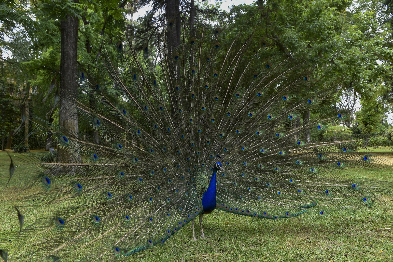 En el corazón del Alcázar de Sevilla: vuelta a la normalidad