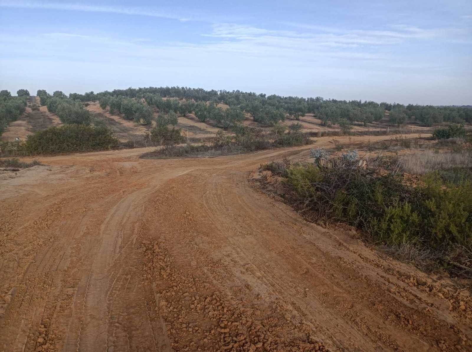 Fotos del Camino de San Diego en Almensilla