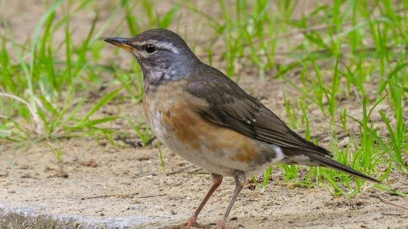 El zorzal rojigrís avistado en uno de los jardines de los antiguos cuarteles, concretamente en el de Kotinoussa.
