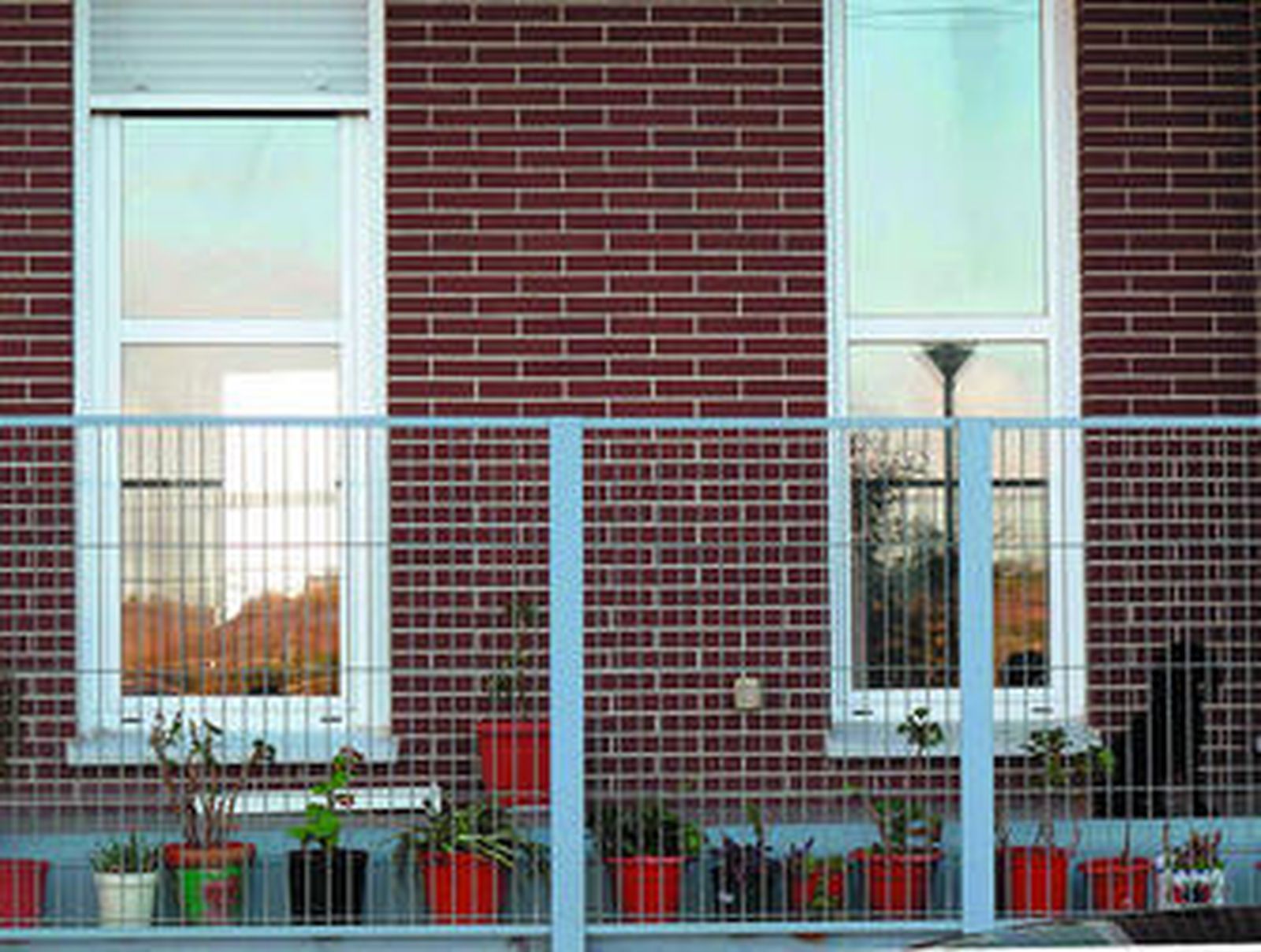 Una de las viviendas ocupadas en la planta baja, en la que los ocupas ya han colocado sus plantas y su mascota.