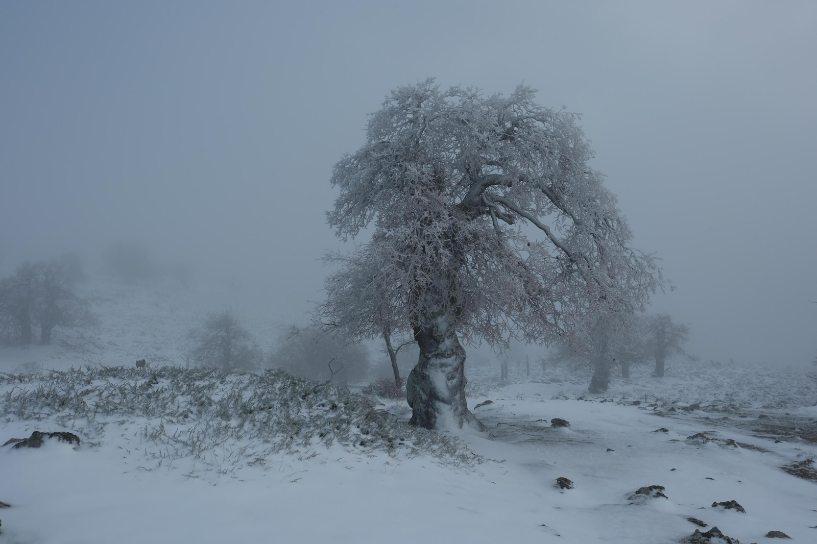 Estampa invernal en al Parque Nacional Sierra de las Nieves, en imágenes