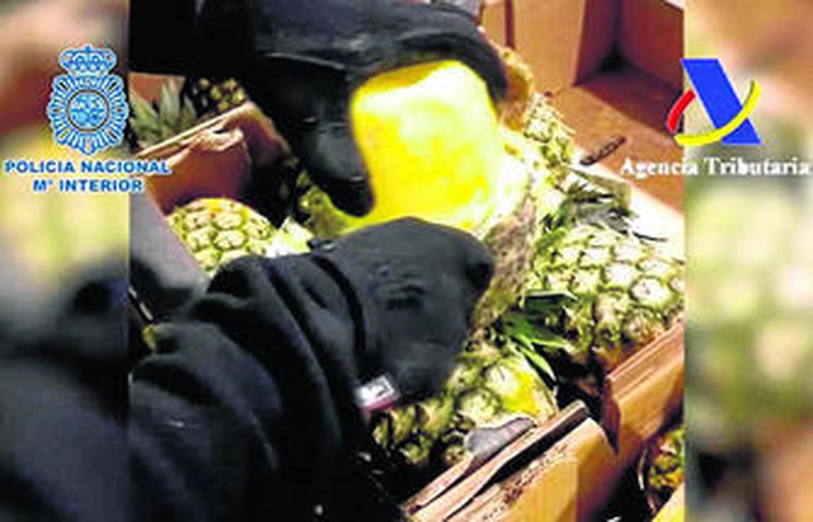 Un agente rompe una piña y encuentra en su interior cocaína envuelta en cera amarilla, para simular la pulpa de la fruta.