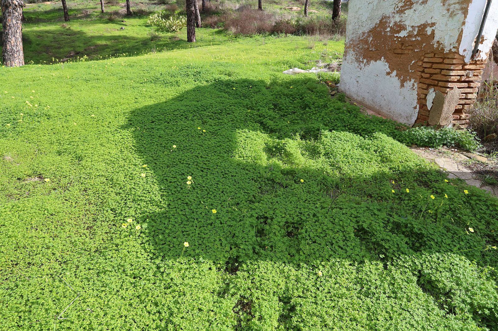 Imágenes de Fuentepiña, casa de Juan Ramón Jiménez en Moguer