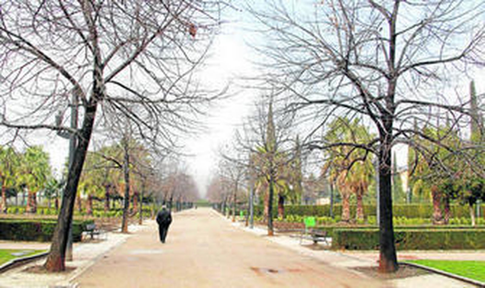 1. El parque García Lorca de Ganada es uno de los enclaves más representativos para encontrar un buen número de las especies que se reparten por la ciudad. 2. Una de las funciones de la poda es determinar las estructuras. 3 y 4. Los especialistas en jardines vigilan a diario las zonas verdes de la ciudad para que luzcan su mejor aspecto. 5. Granada cuenta con más de 43.000 árboles.