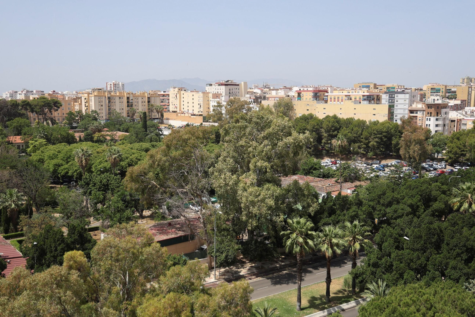 Solo árboles: nada que valga demasiado la pena.