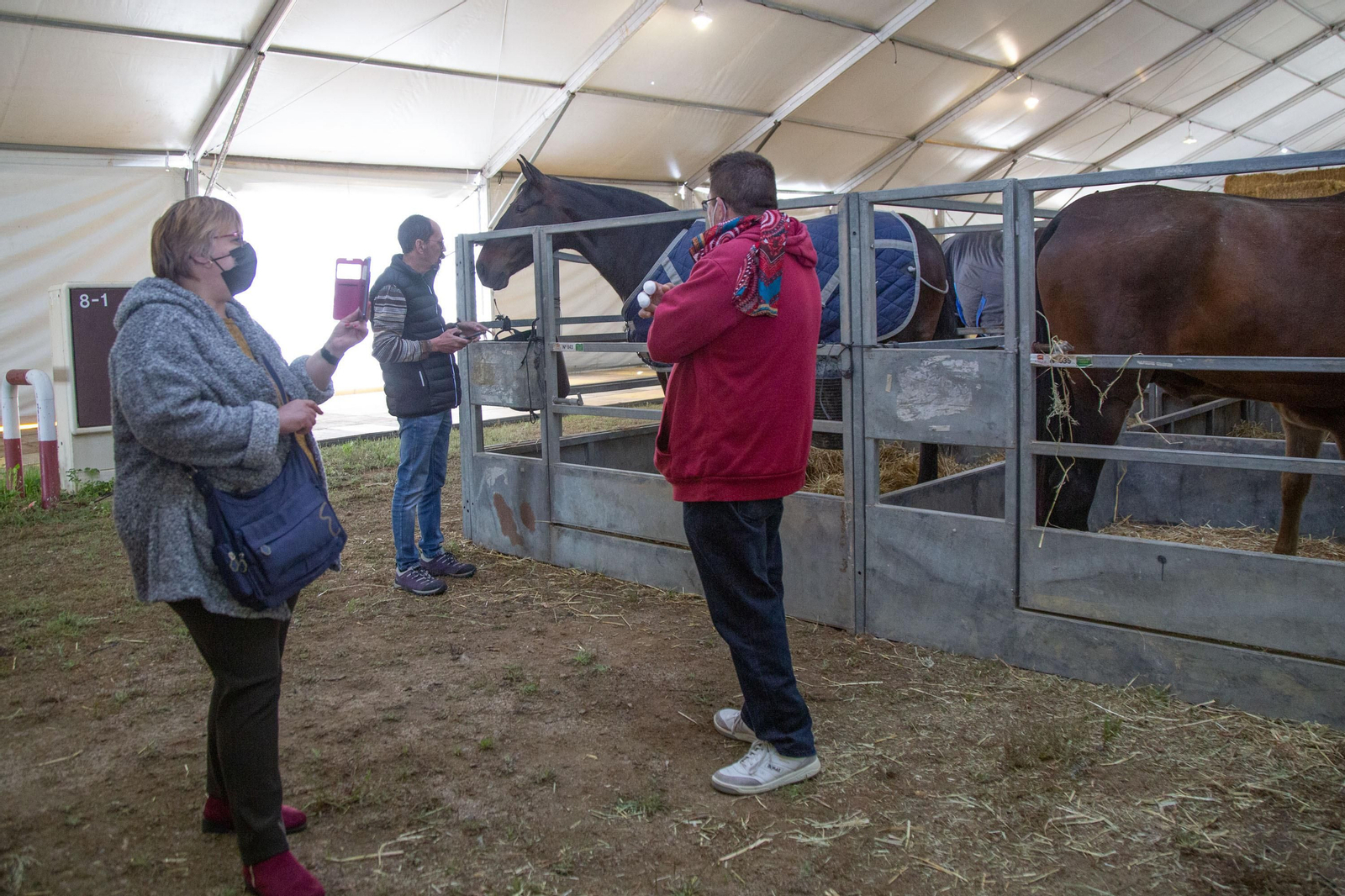 Un recorrido en fotografías por la Feria Agroganadera de Los Pedroches