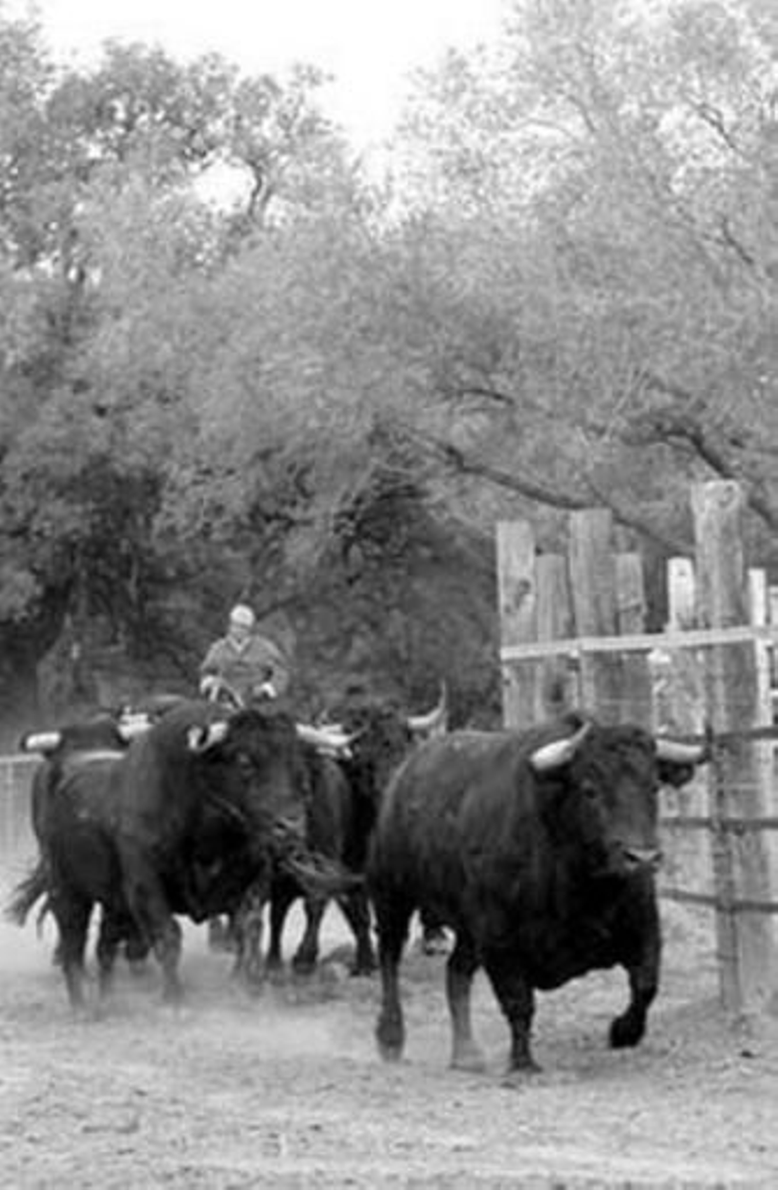 Varios toros de Gavira en el corredero de la finca de Soto de Roma.
