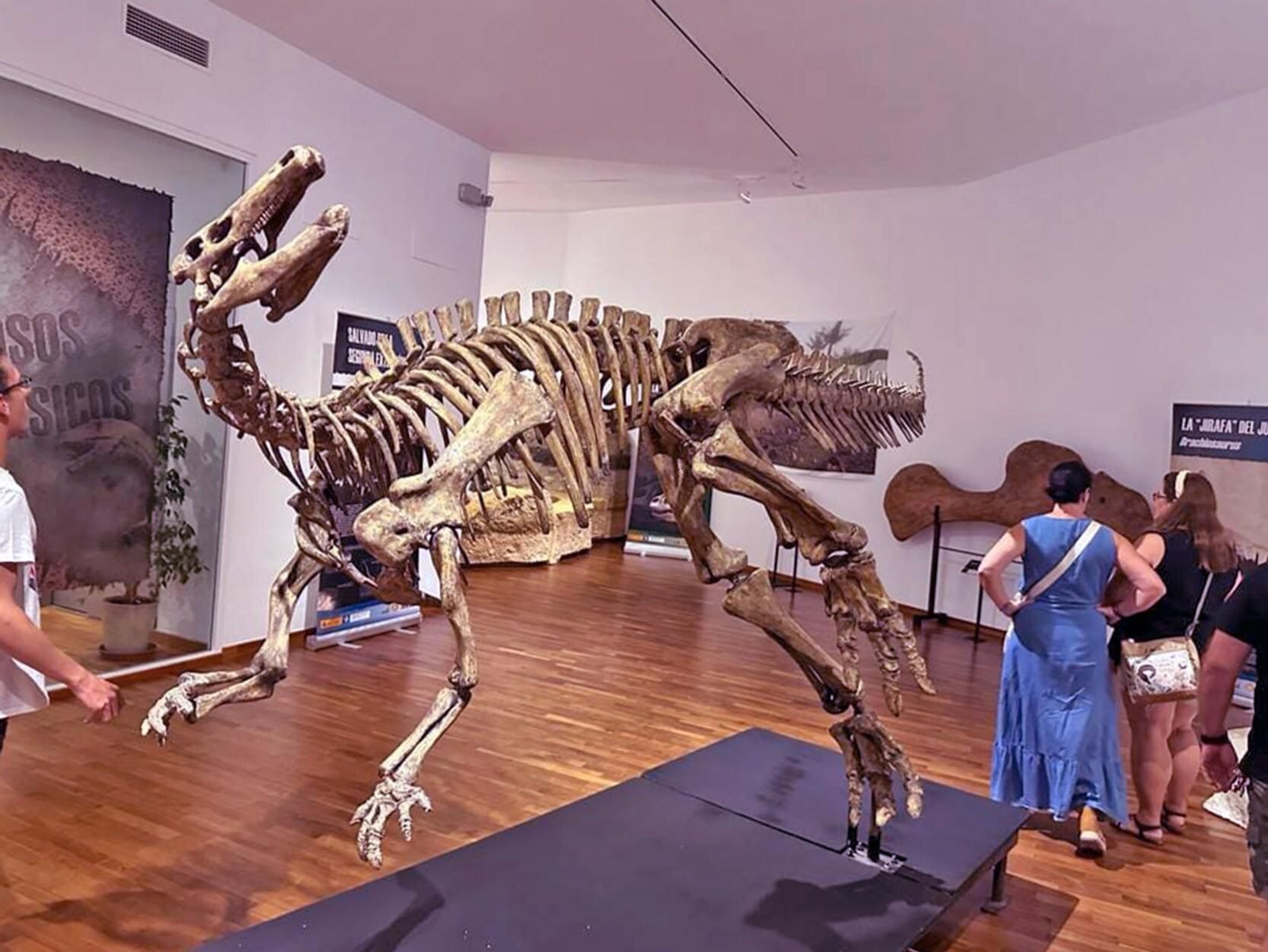 La muestra llega al Centro Paleomágina gracias a un acuerdo con Dinópolis y el Parque de las Ciencias de Granada.
