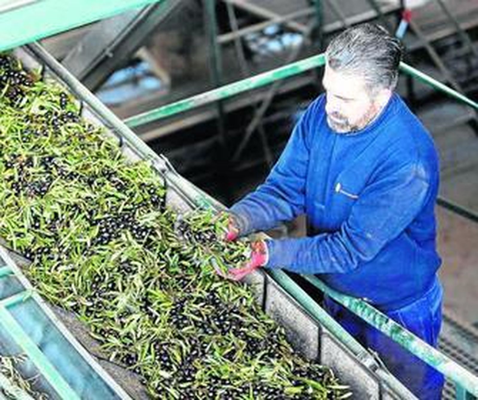 Un empleado en una cooperativa de aceite malagueña.