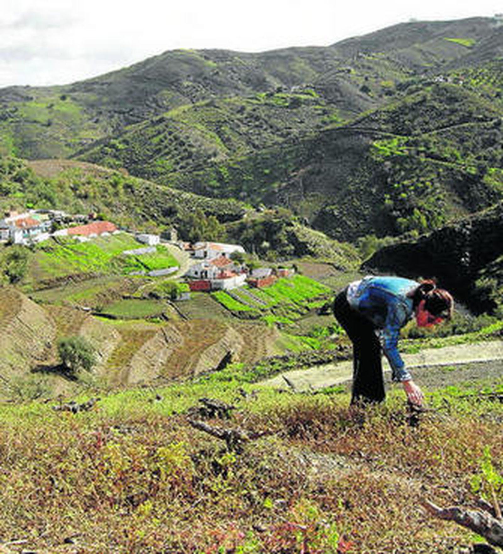 Una mujer recoge una cepa en el viñedo Ordóñez.
