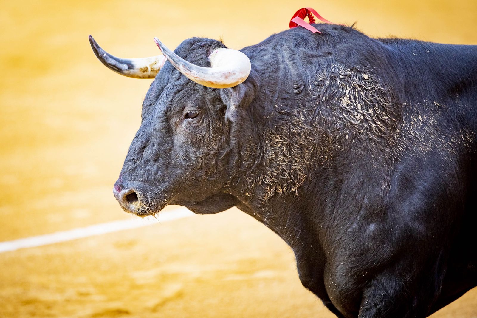 Daniel Crespo, Manzanares y Juan Ortega, en la plaza de toros de El Puerto