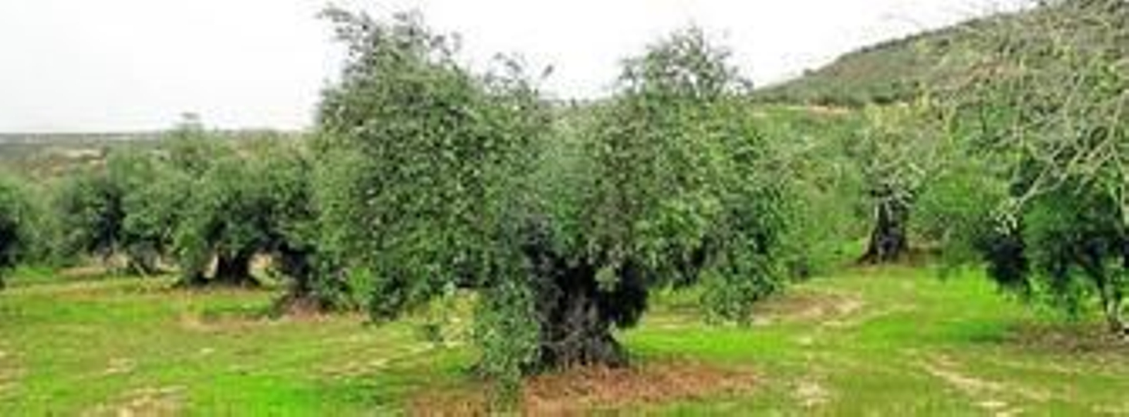 Convenio. La cooperativa de San Antonio ha firmado un acuerdo con el Ayuntamiento y el Instituto Emilio Muñoz para realizar un proyecto de conservación y repoblación de los olivos de casta loaime.